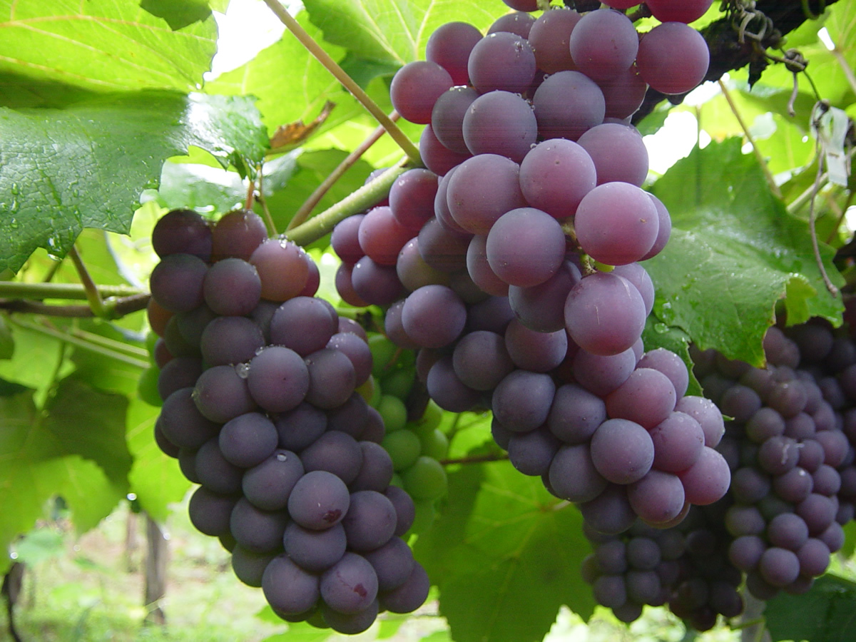 P10 Fruticultura